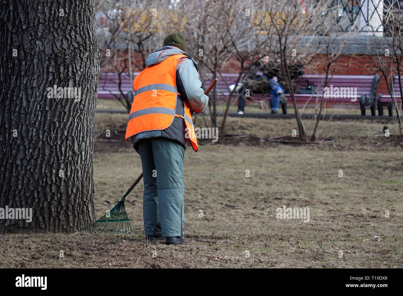 Cleaning leaves in the city, janitor woman sweeping the foliage in spring park. A street sweeper with rake in Moscow, work of communal services Stock Photo
