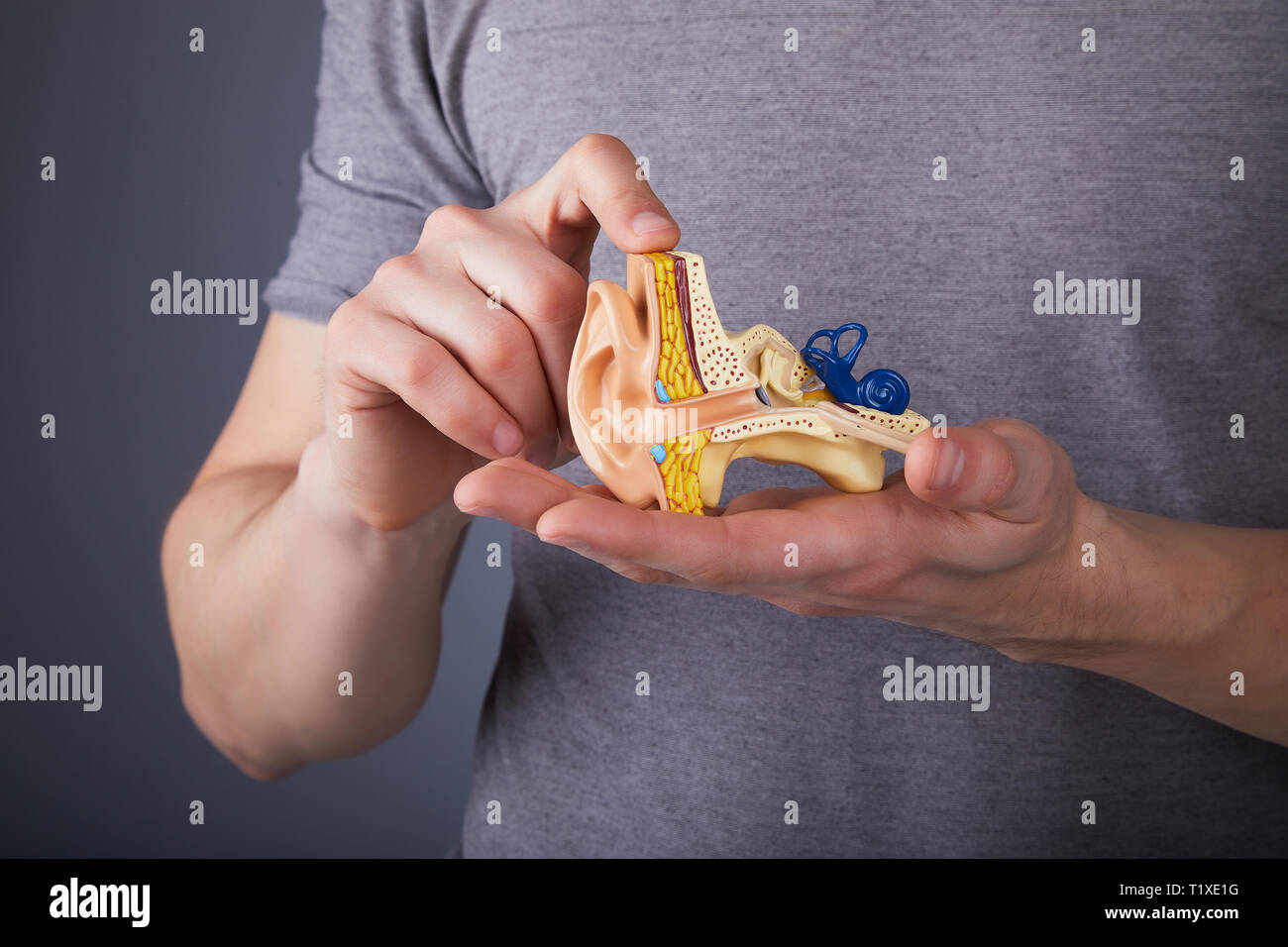 Man holding the model of the human inner ear in hands. Ear model. A model of the ear for elementary science classes. Stock Photo