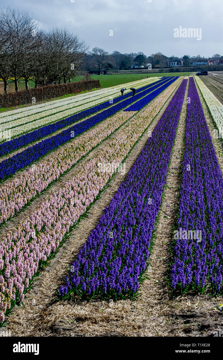 LISSE Flowerfiels in LIsse during the spring  copyrught robin utrecht Stock Photo