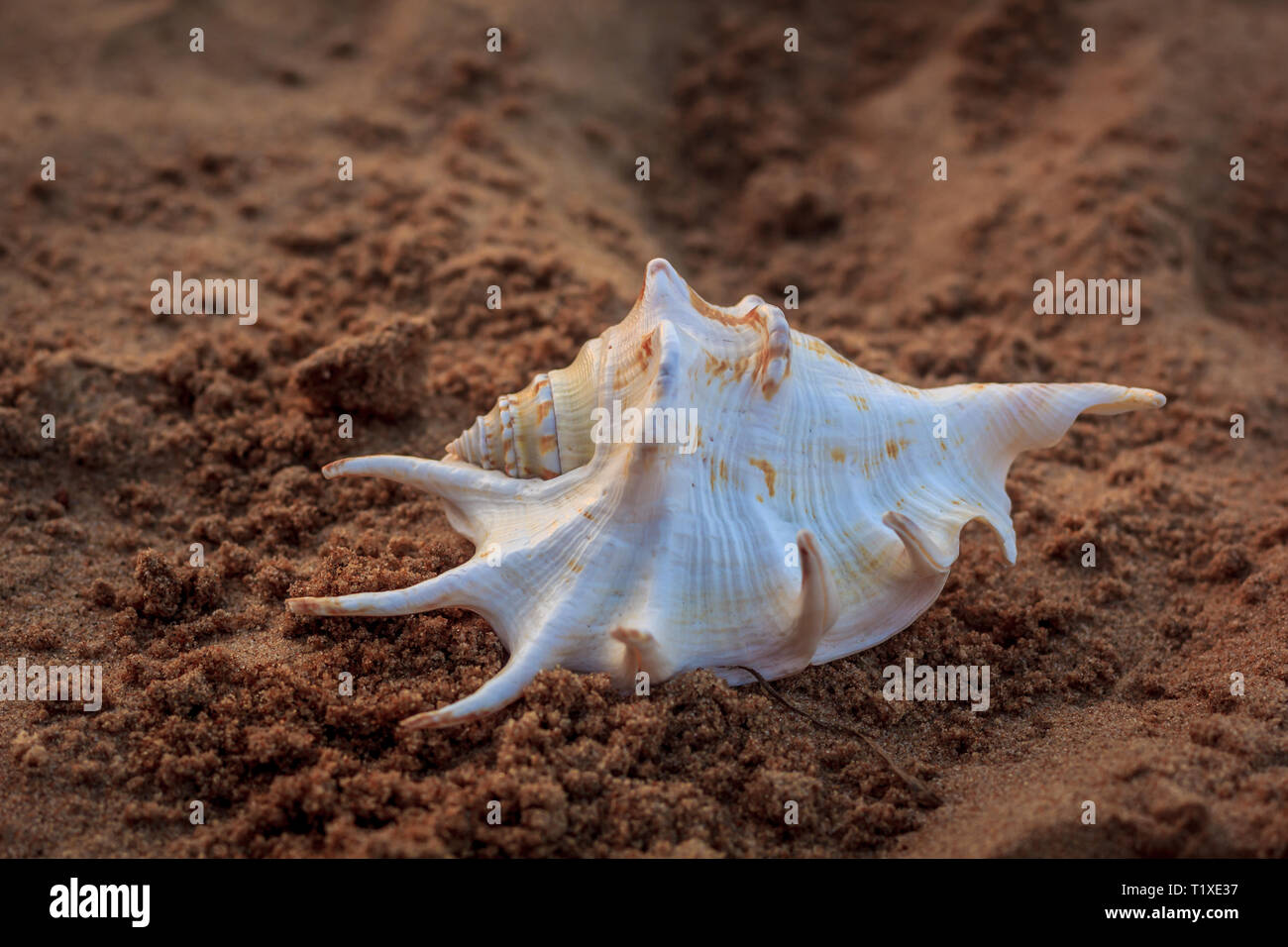 A shell lying on the sand at sunset. Shell on the sand. Maritime theme ...