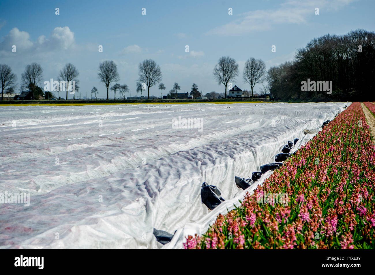 LISSE Flowerfiels in LIsse during the spring  copyrught robin utrecht Stock Photo