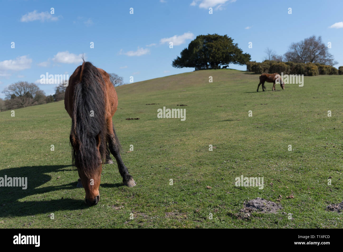 New forest scene with ponies and horses Stock Photo