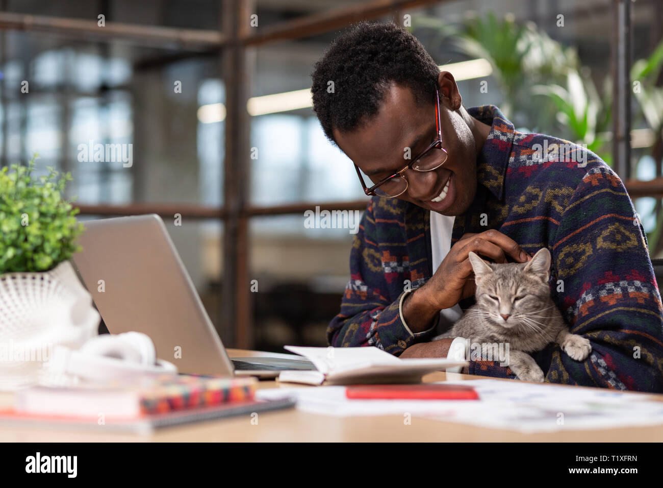 Cute grey cat distracting employees from work Stock Photo
