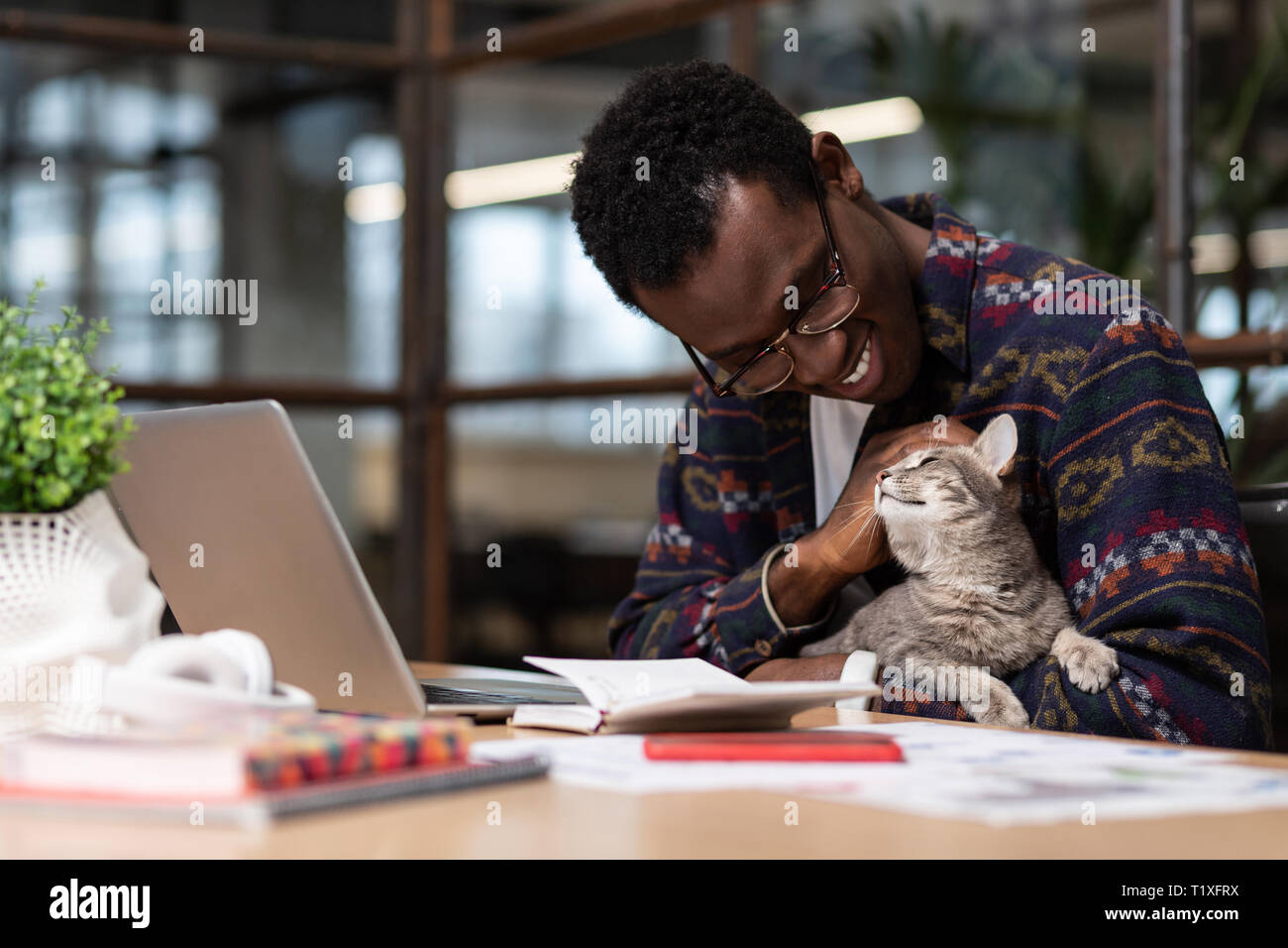 Cute grey cat sitting in its owners hands Stock Photo