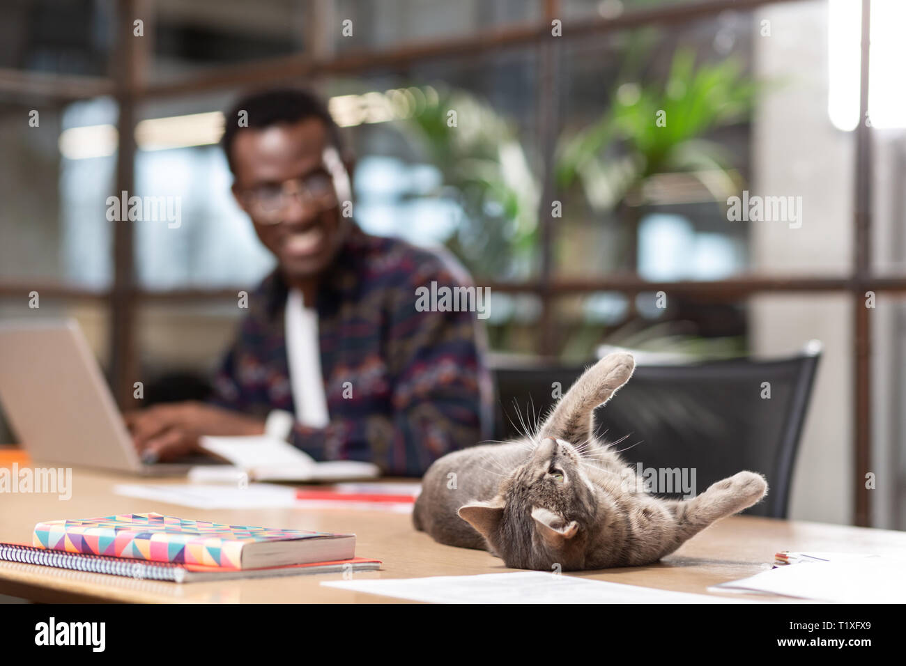 Cat demanding an attention from his owner Stock Photo
