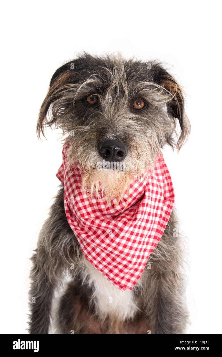 BLACK DOG WAITING FIR EAT FOOD WEARING A RED CHECKERED NAPKIN. ISOLATED