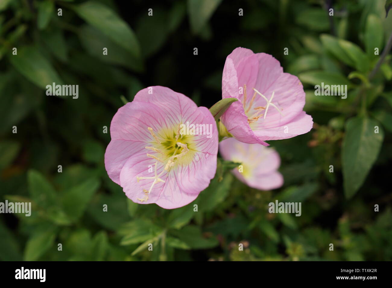 Hong Kong Flower Show High Resolution Stock Photography and Images Alamy