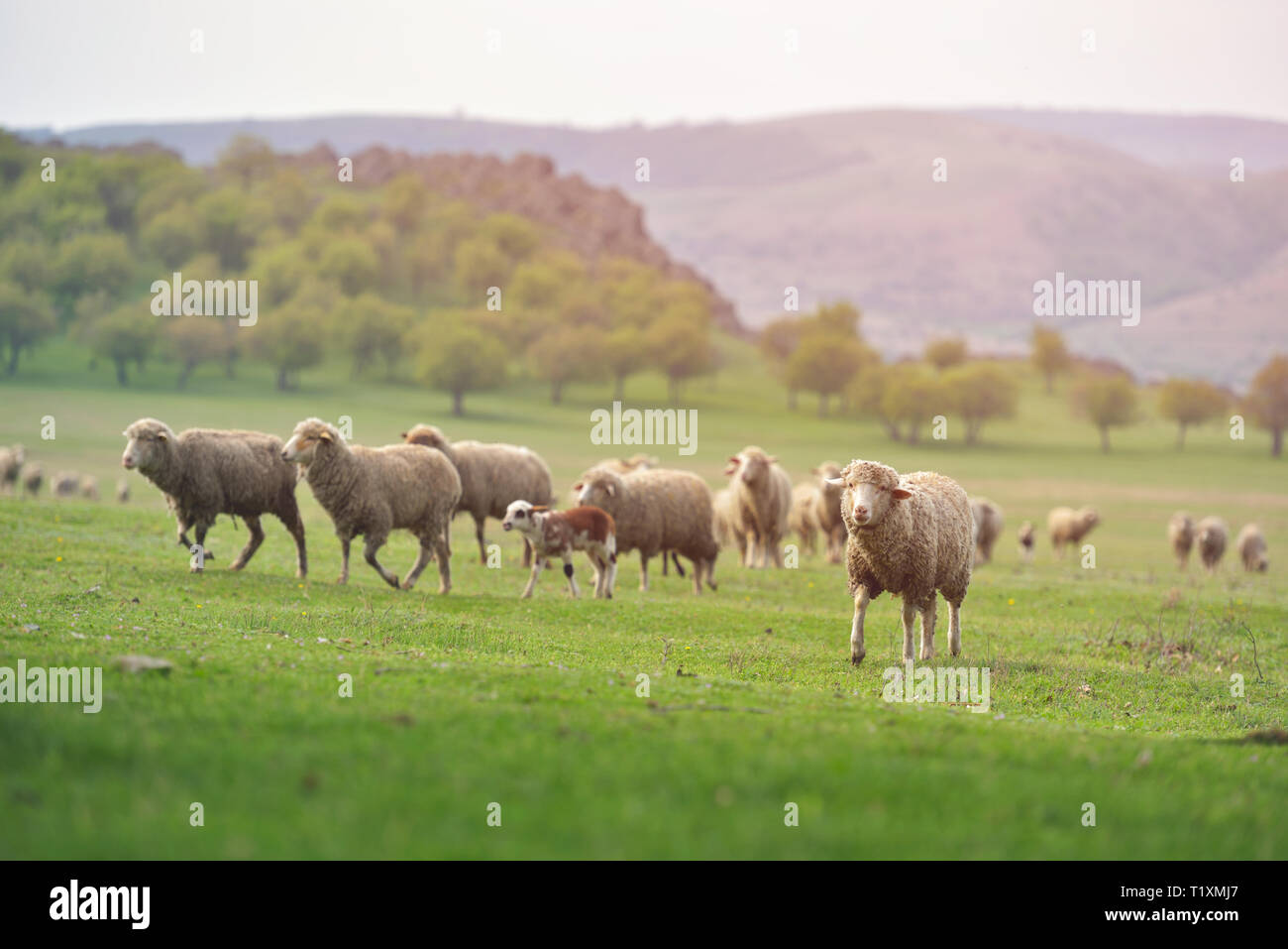 Flock of sheep on fresh spring green meadow during sunrise Stock Photo ...
