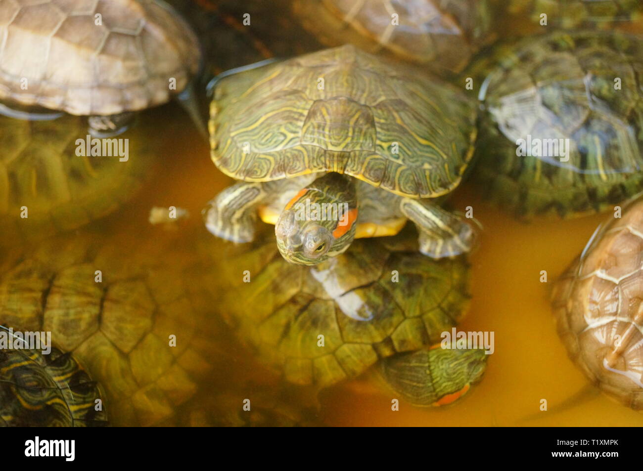 Little turtles are sold in the aquarium market Stock Photo - Alamy