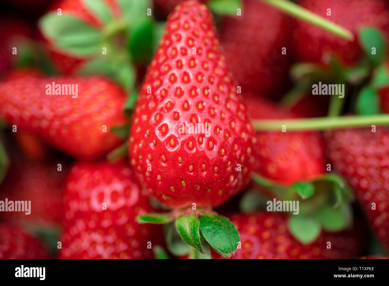Fresh juicy strawberry texture hi-res stock photography and images - Alamy