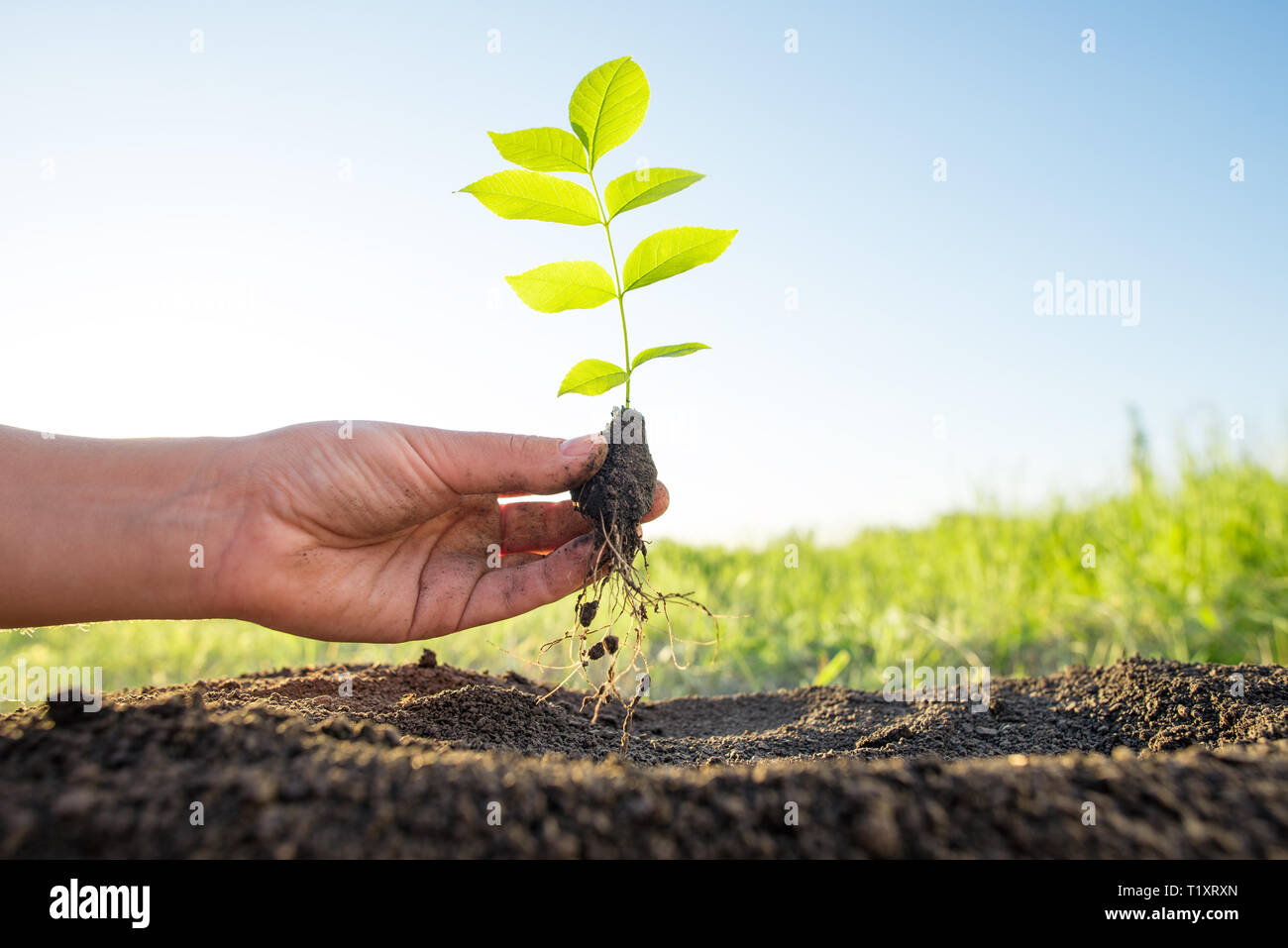 planting and watering seedlings, ecology concept Stock Photo