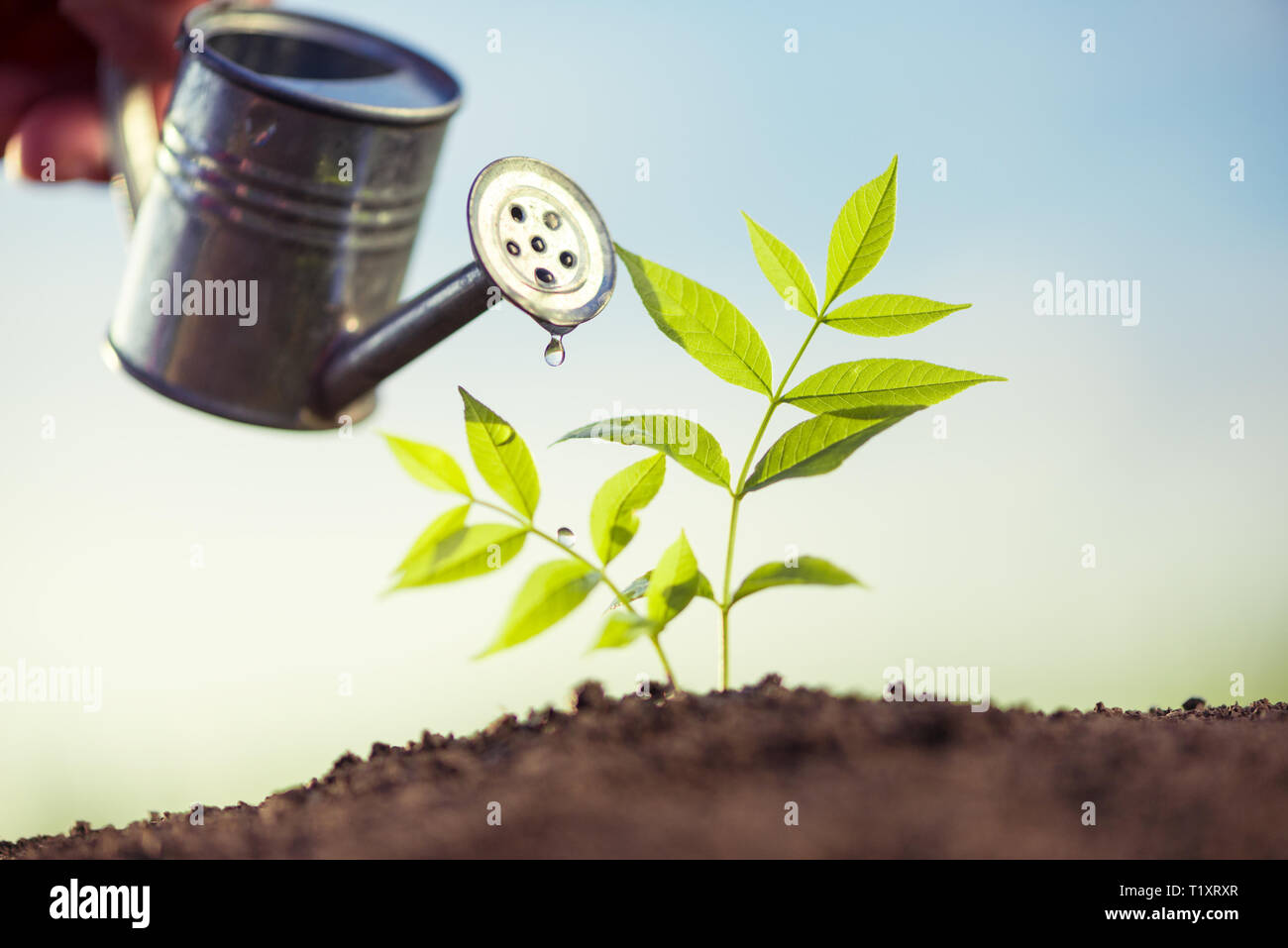 planting and watering seedlings Stock Photo Alamy