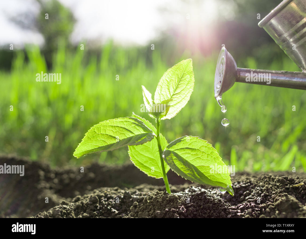 planting and watering seedlings Stock Photo