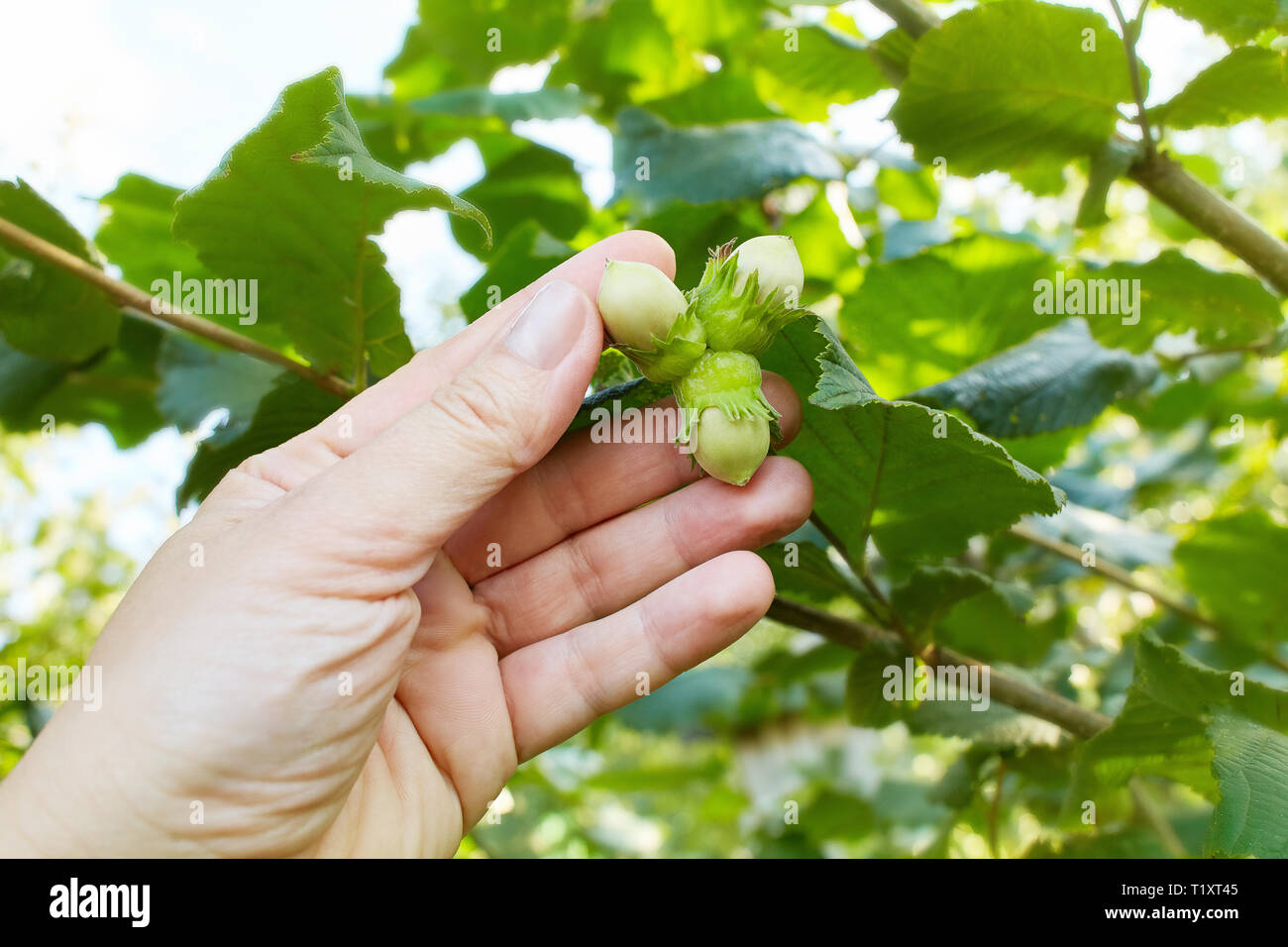 Human hand holding green hazelnuts on the branch. Nuts of the filbert