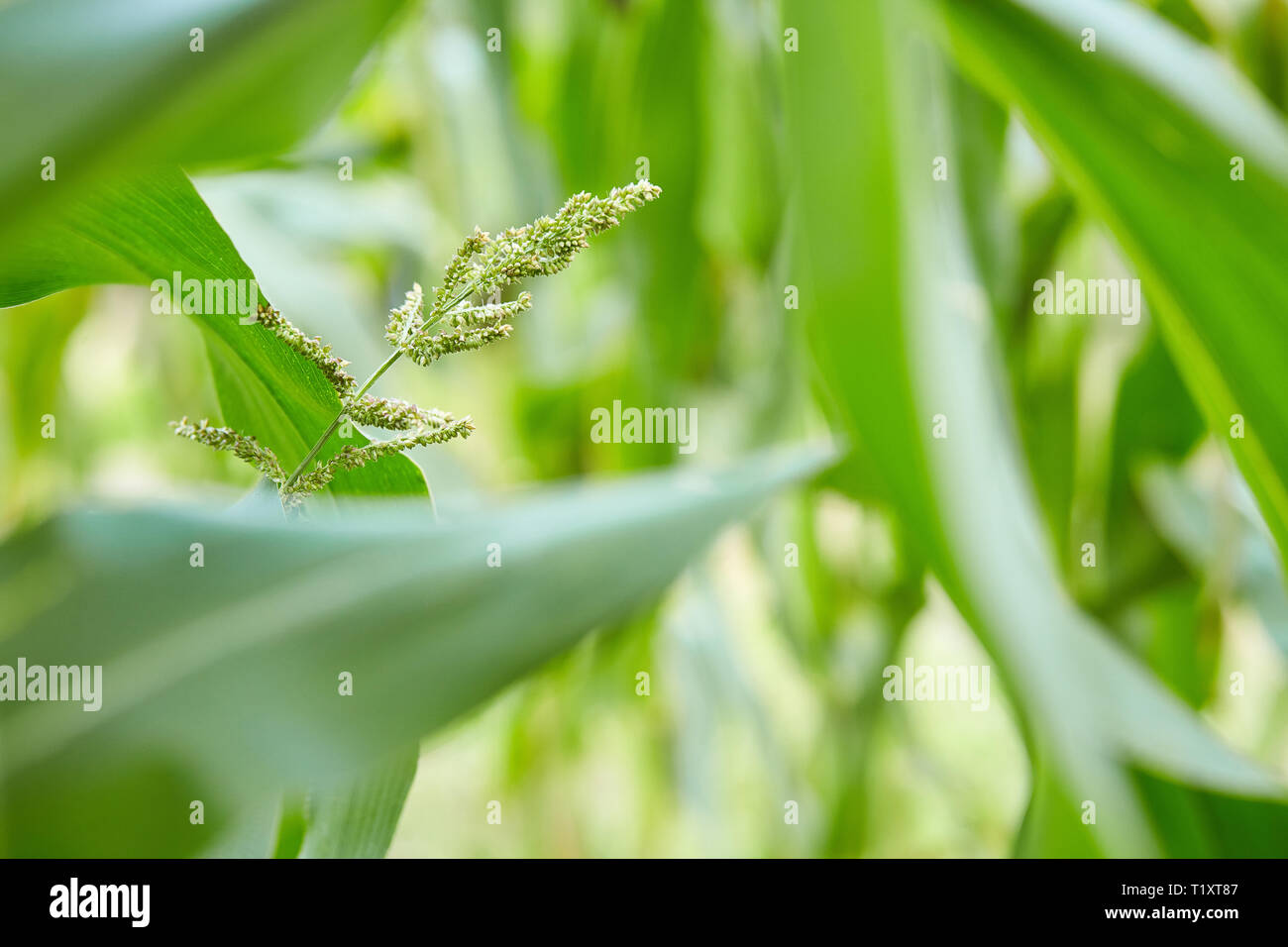 Corn crops growing on field. Close up view Stock Photo