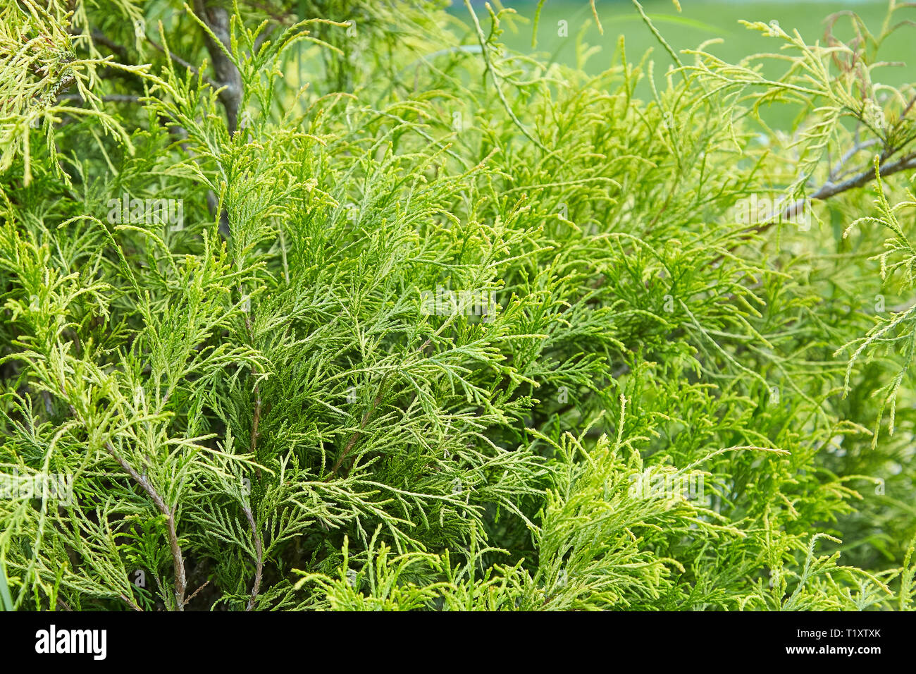 Platycladus orientalis (also known as Chinese thuja, Oriental arborvitae, Chinese arborvitae, biota or oriental thuja) Stock Photo