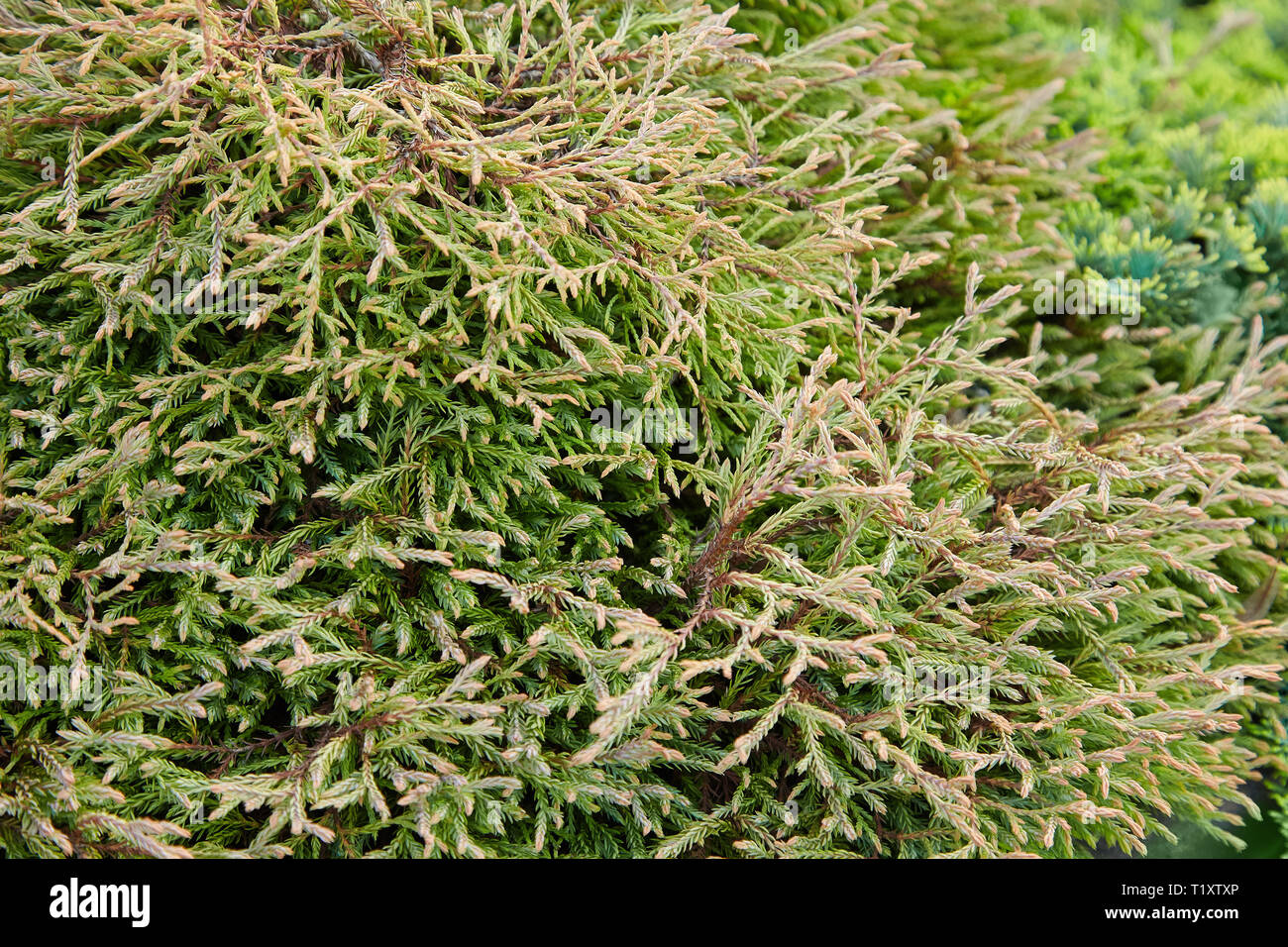 Platycladus orientalis (also known as Chinese thuja, Oriental arborvitae, Chinese arborvitae, biota or oriental thuja) Stock Photo