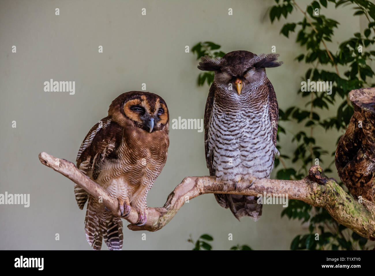 The brown wood owl (Strix leptogrammica, left) and  the barred eagle-owl (Bubo sumatranus) of Malaysia Stock Photo