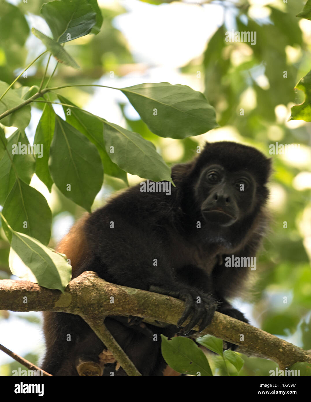 Howler monkey in a tree on an island in Gulf of Chiriqui panama Stock Photo