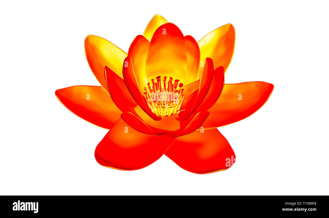 xray image of a flower isolated on white, the lotus 3d illustration Stock Photo Alamy