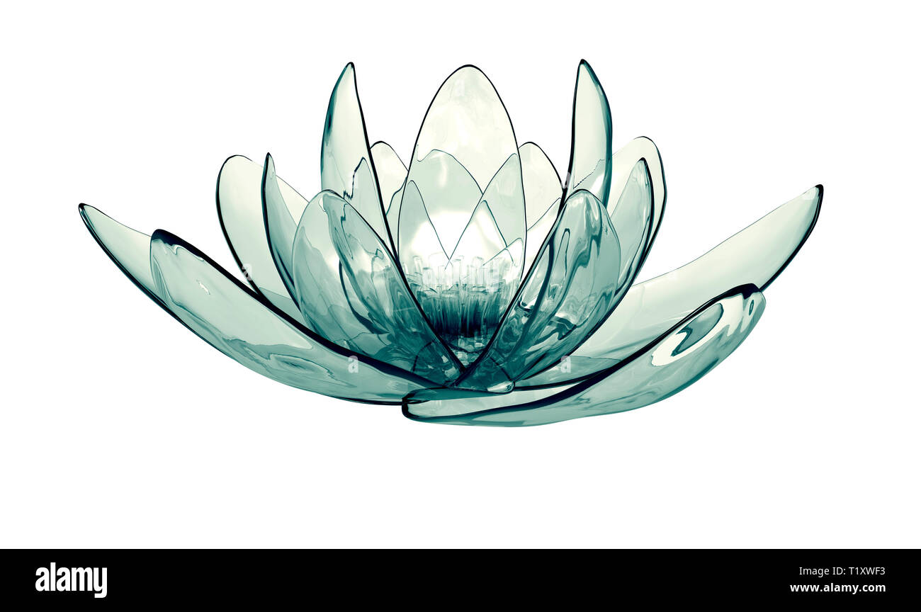 xray image of a flower isolated on white, the lotus 3d illustration Stock Photo Alamy