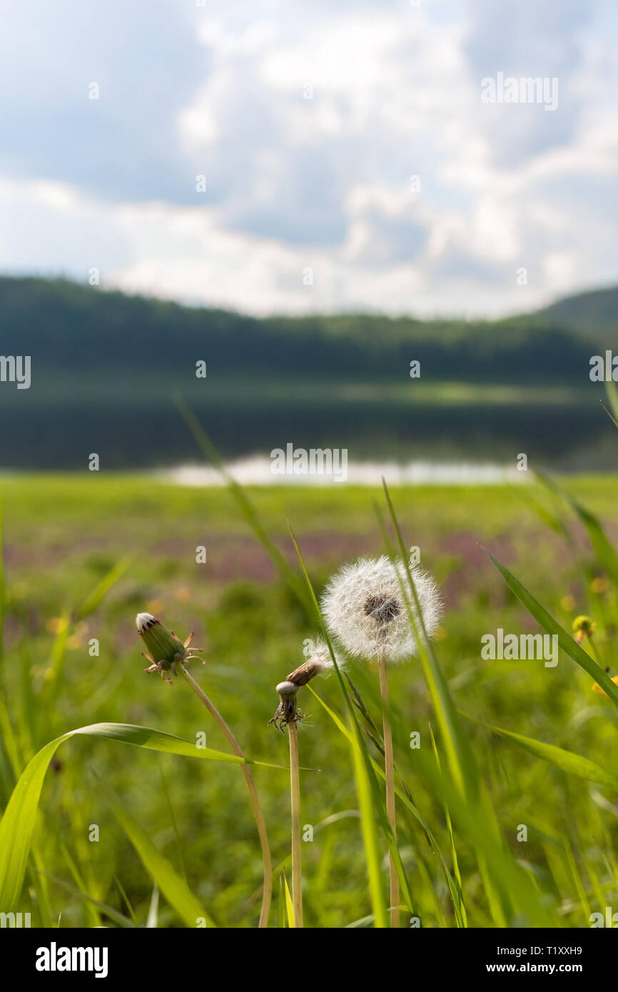 Tunguska hi-res stock photography and images - Alamy