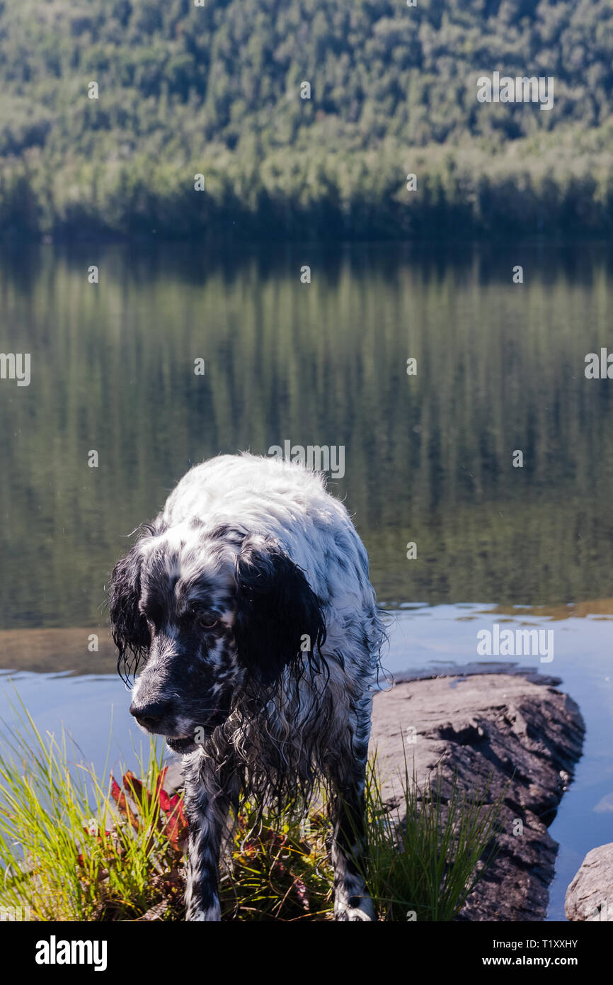 English setter on a vacation. Rest after work. Siberia, Russia Stock ...