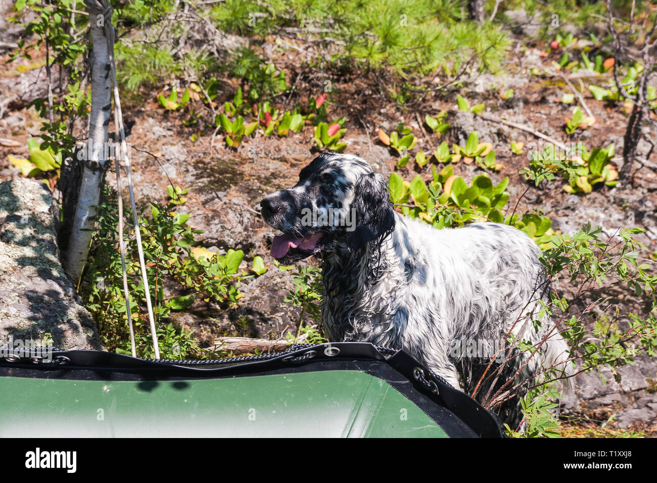 English setter resting. Hunting dog on the Tagasuk lake. Siberia ...