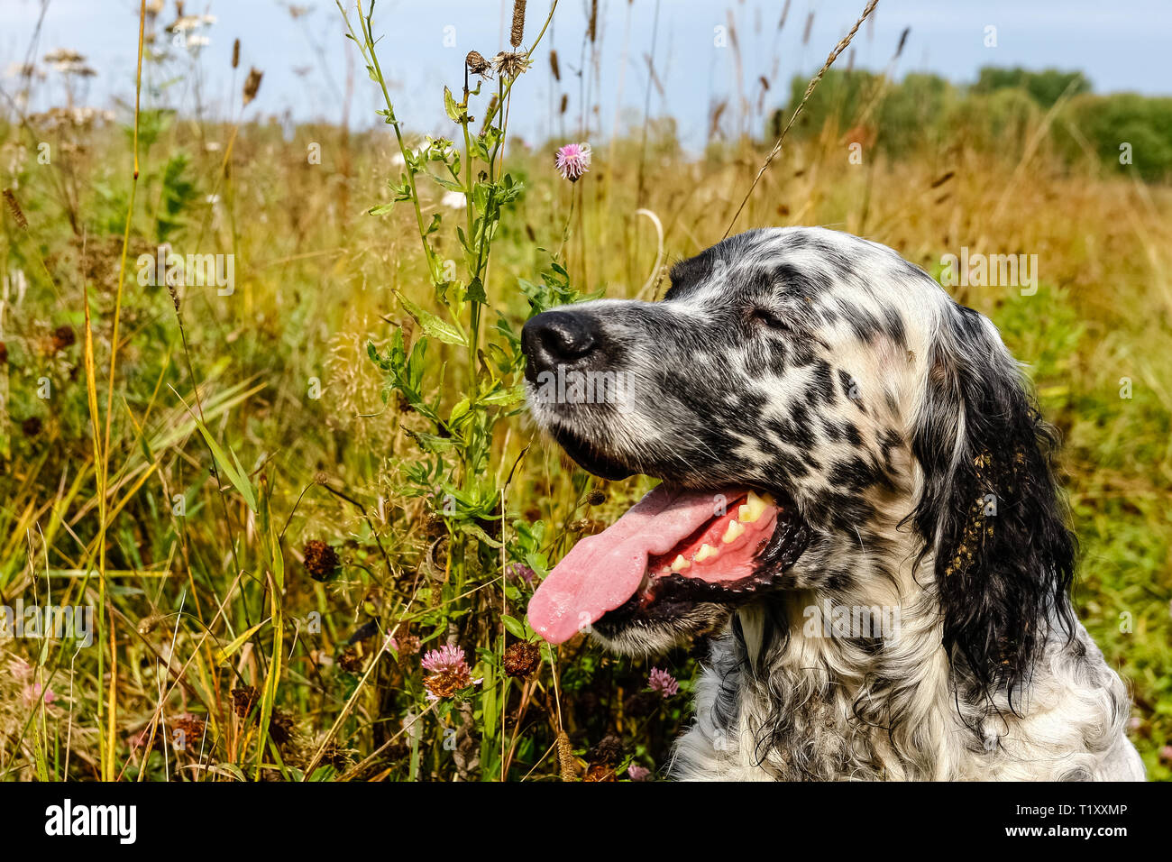 English setter resting hi-res stock photography and images - Alamy