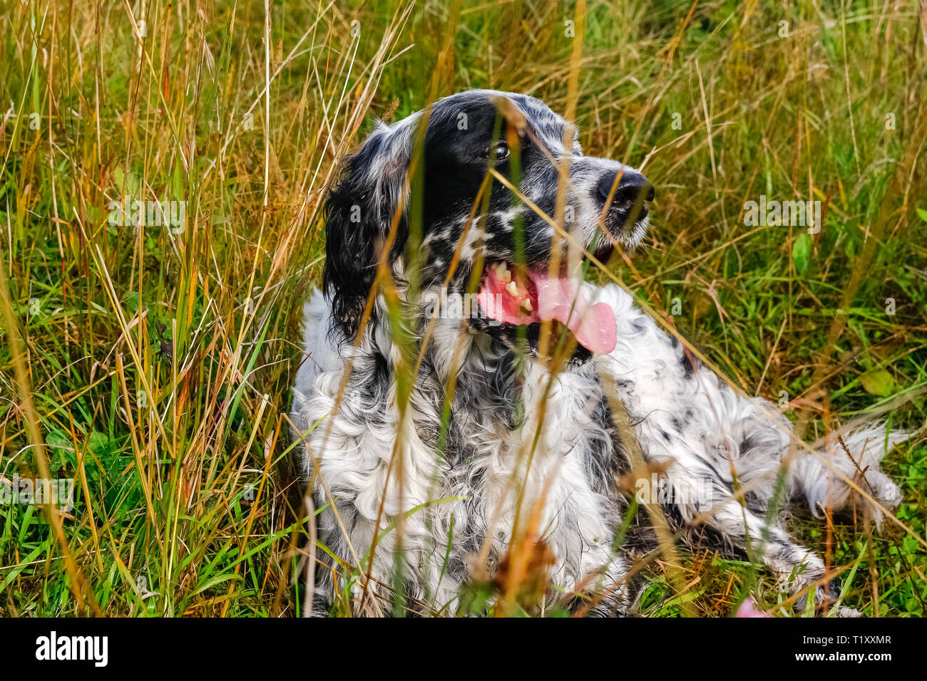 English setter resting. After a successful hunt. Siberia, Russia Stock ...