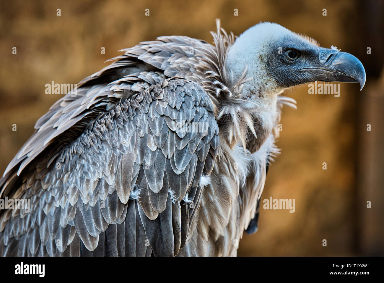 Eagle Wild Bird Stock Photo