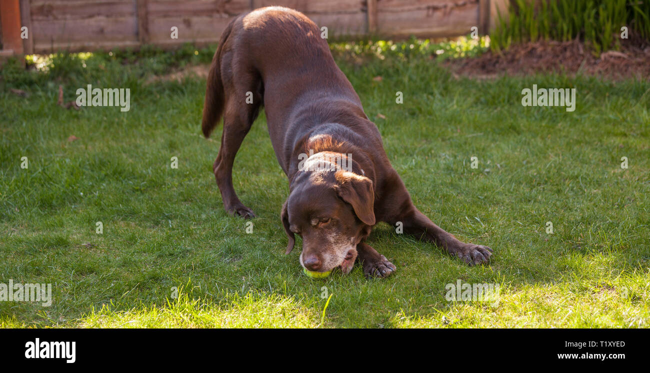 A brown/chocolate/red labrador dog playing in a garden with his tennis ...