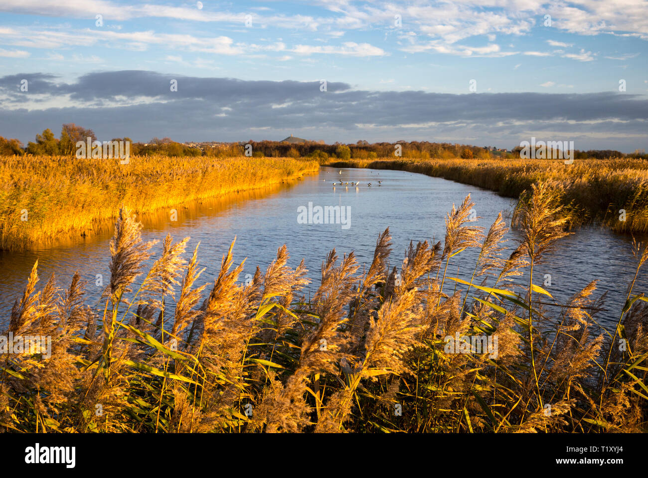 Wildfowl on marshes at the Somerset Levels wildlife nature reserve in low winter sunlight, Somerset, United Kingdom Stock Photo