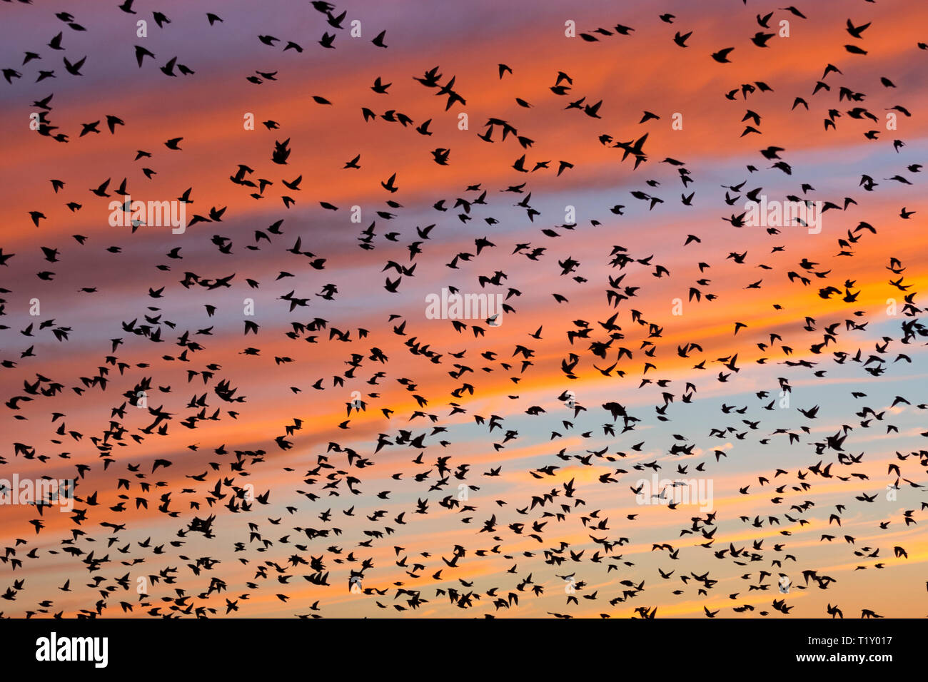 Spectacular sunset murmuration of starlings, thousands of birds in flight to roost in Somerset Levels marshes, UK Stock Photo