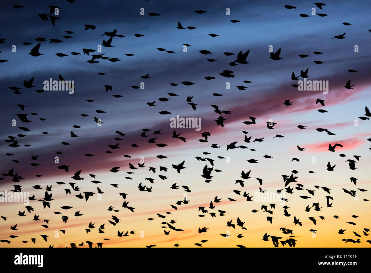 Spectacular sunset murmuration of starlings, thousands of birds  shape pattern in flight to roost in Somerset Levels marshes, UK Stock Photo