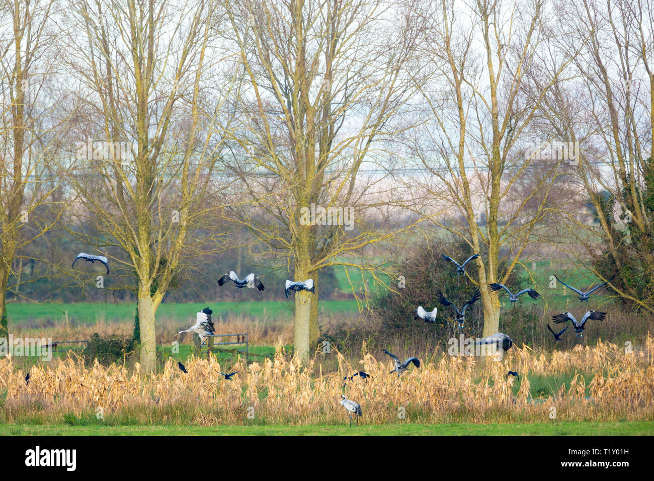 A closer look at Large Bird Flight Habitats For Sale Uk