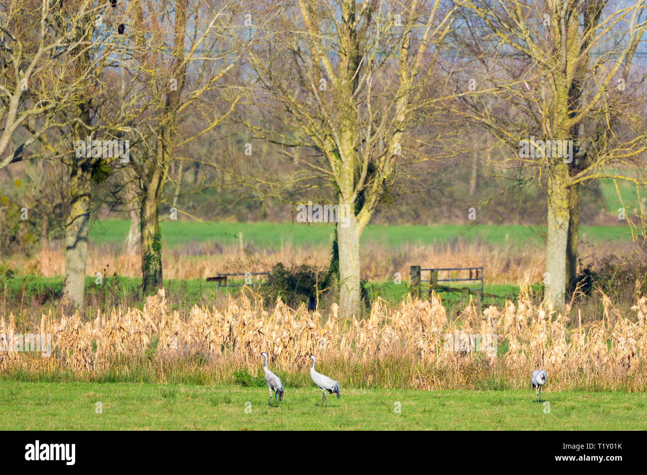 Group of Cranes, Grus grus, large birds walking in natural wetlands habitat in Somerset Levels marshes, UK Stock Photo