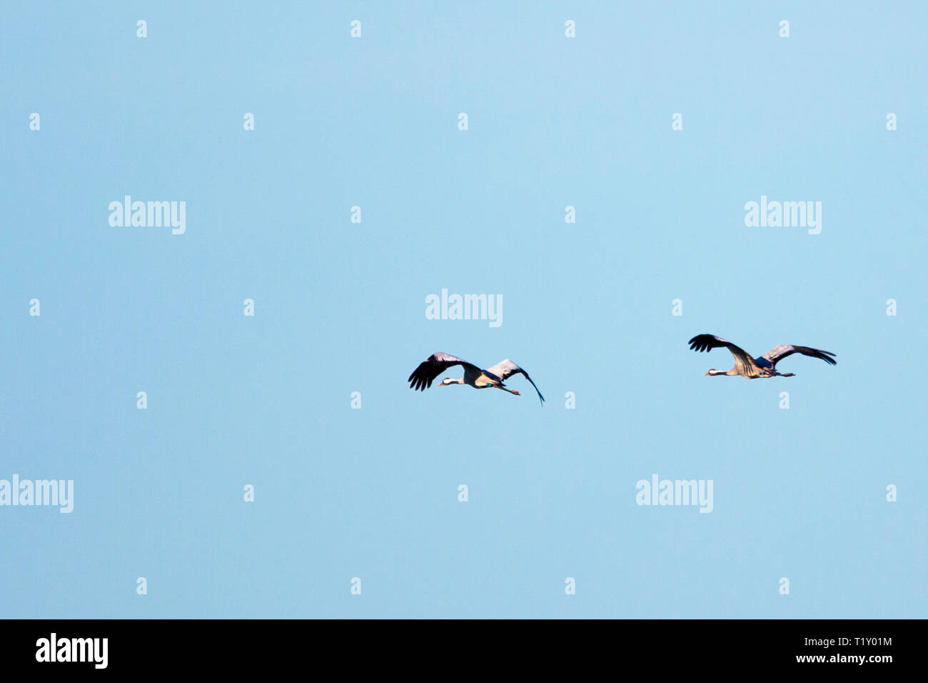 Pair of Cranes, Grus grus, large wingspan birds flying above natural wetlands habitat in Somerset Levels marshes, UK Stock Photo