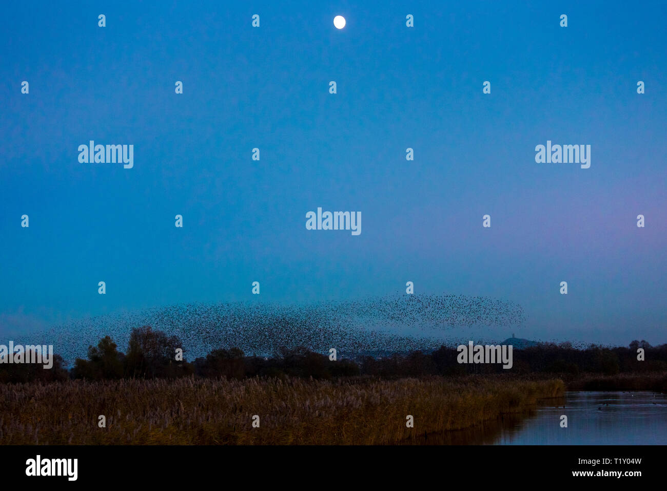 Spectacular murmuration of starlings display thousands of birds moonlight flight cloud pattern before roosting in marshland UK Stock Photo