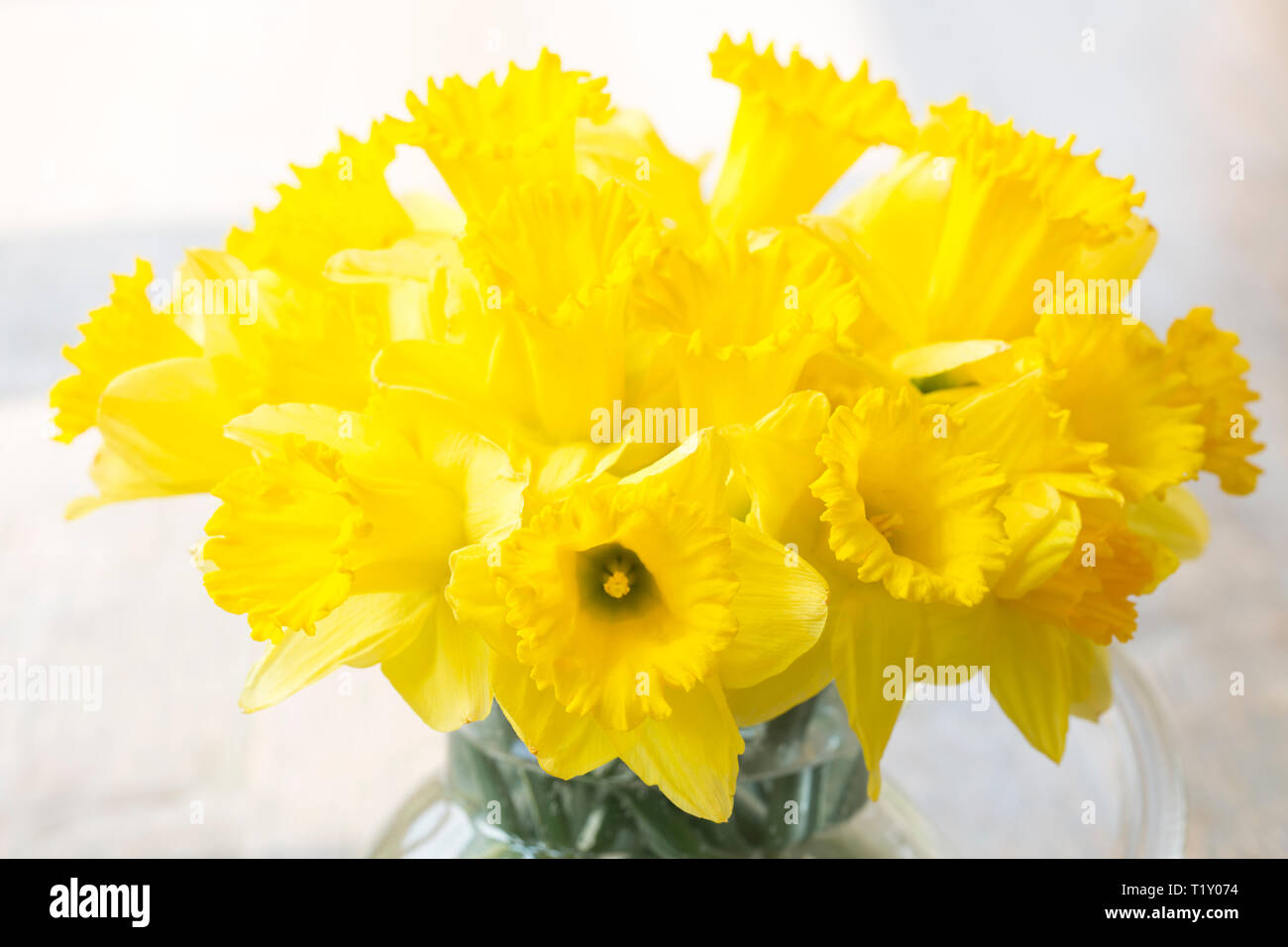 Daffodil flower vase hires stock photography and images Alamy