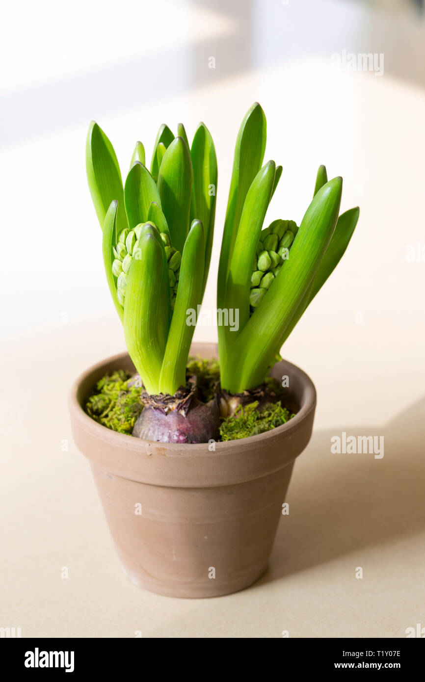 Terracotta Flower Pot Of Hyacinth Spring Flower Bulbs Hyacinthus Orientalis In Early Growth Stage Before Blooming Stock Photo Alamy