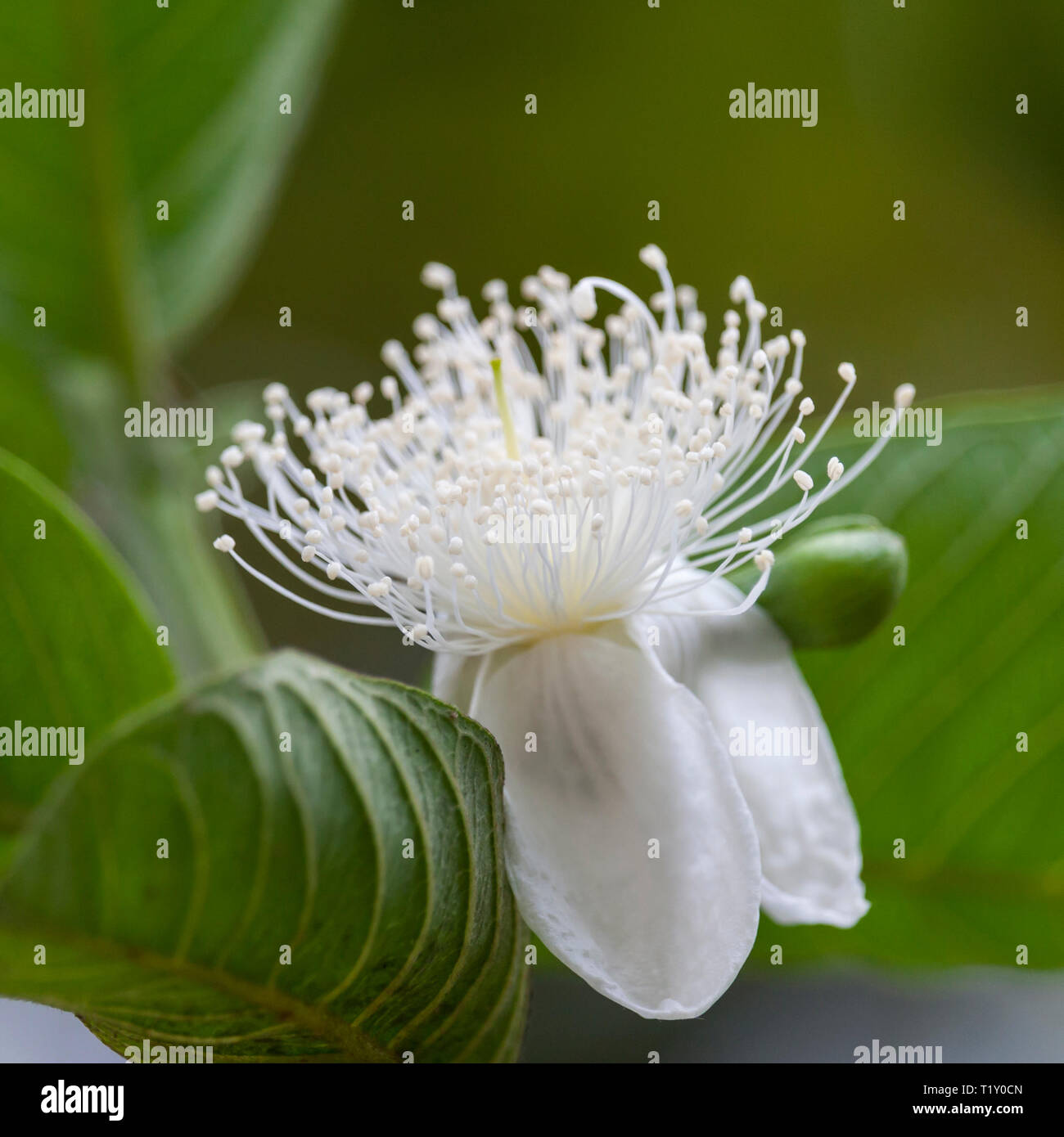 Guava flower hires stock photography and images Alamy