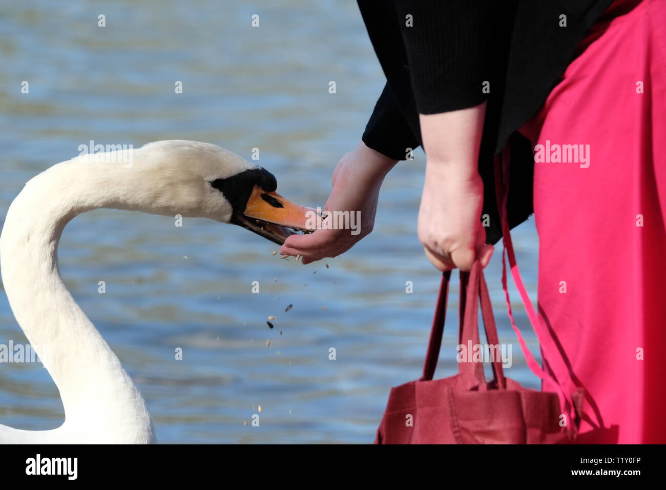 Feeding Swans Stock Photo
