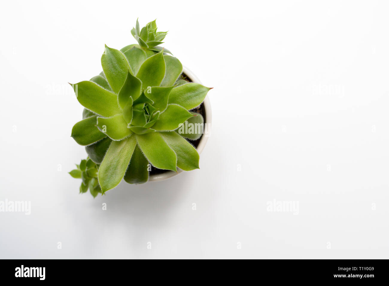 Succulents cactus overhead view hi-res stock photography and images - Alamy