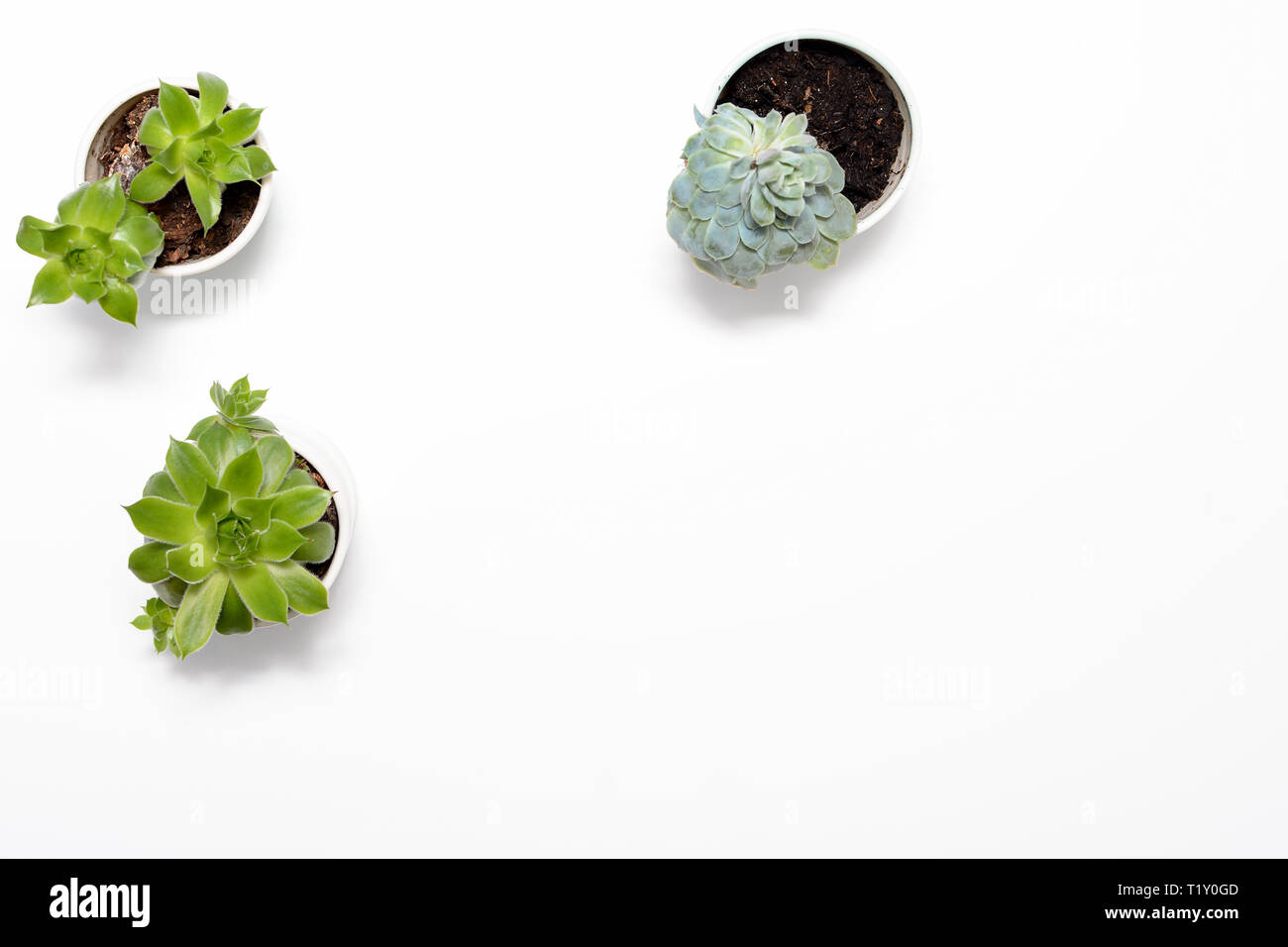 Green succulent plant on modern white office desk, top view Stock Photo