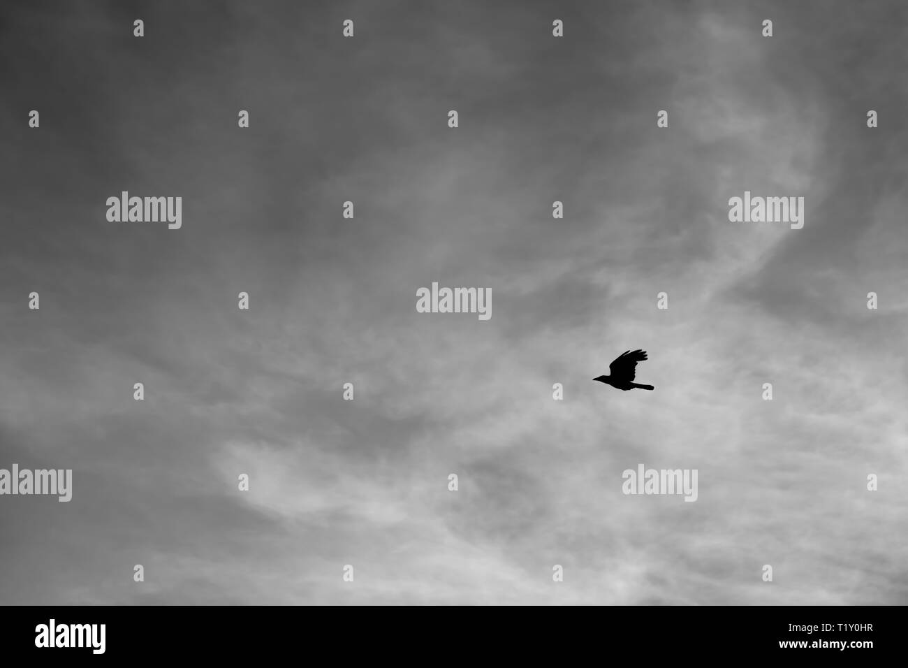 Raven soars high against a stormy moody sky. Sky bird background concept with copy space. Stock Photo