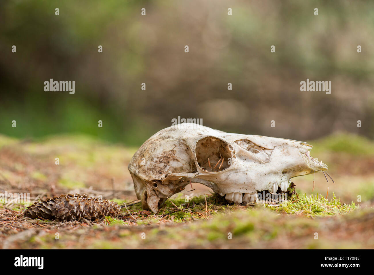 Deer skull lying on woodland floor. Tipperary, Ireland Stock Photo