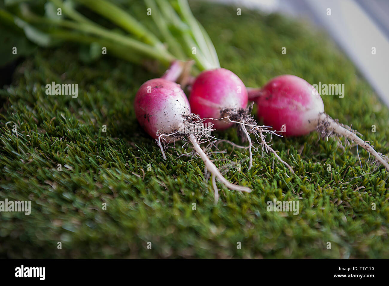 radish low glycemic index food Stock Photo