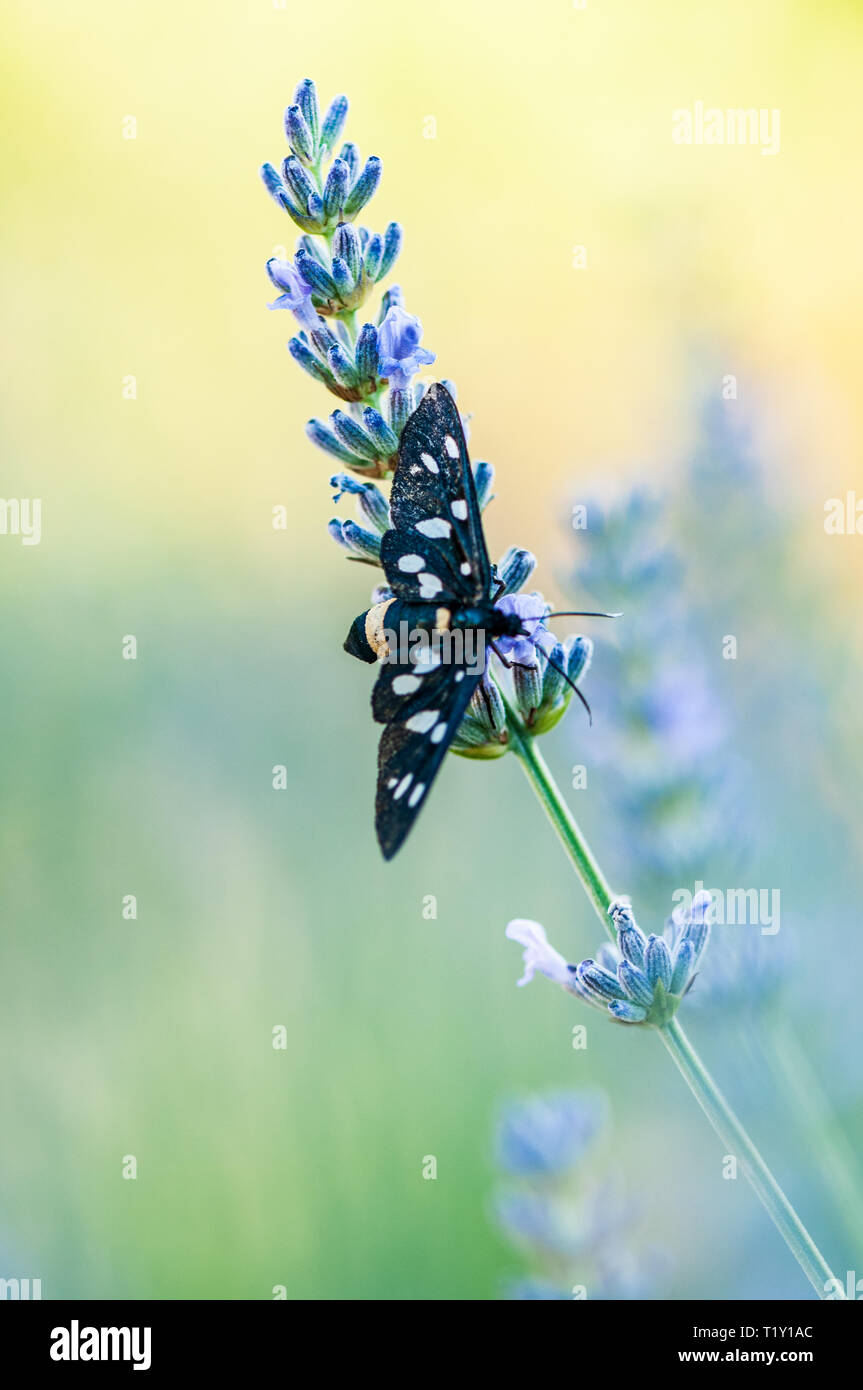 Insect on lavender angustifolia, lavandula blossom in herb garden in ...