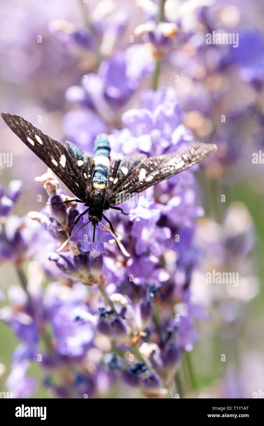 Insect on lavender angustifolia, lavandula blossom in herb garden in ...